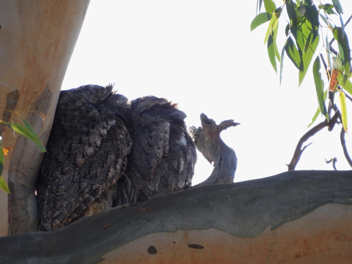 Tawny Frogmouth - ML620597317