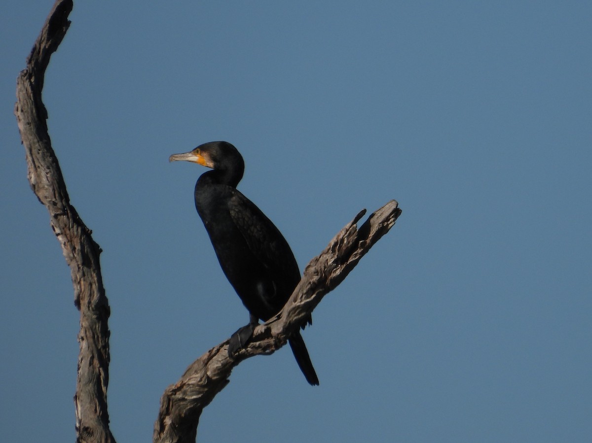 Great Cormorant - ML620597321