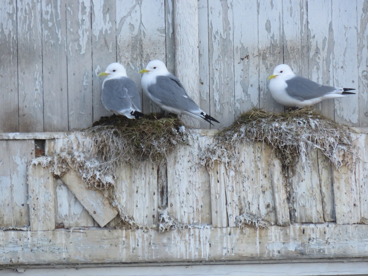 Black-legged Kittiwake - ML620597325