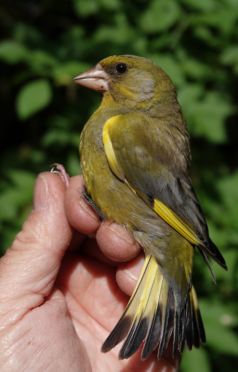 European Greenfinch - ML620597333