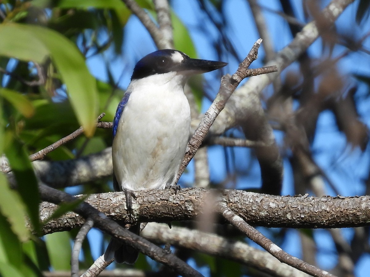 Forest Kingfisher - ML620597334