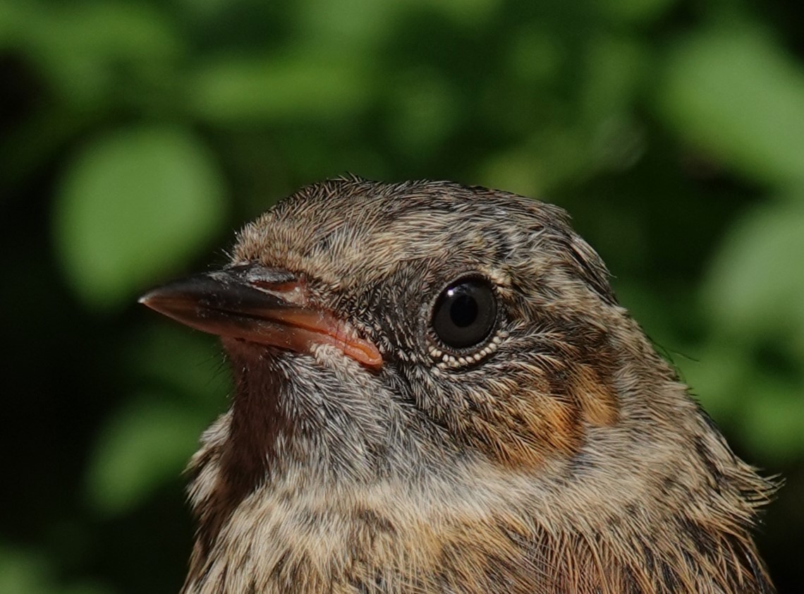 Dunnock - ML620597336