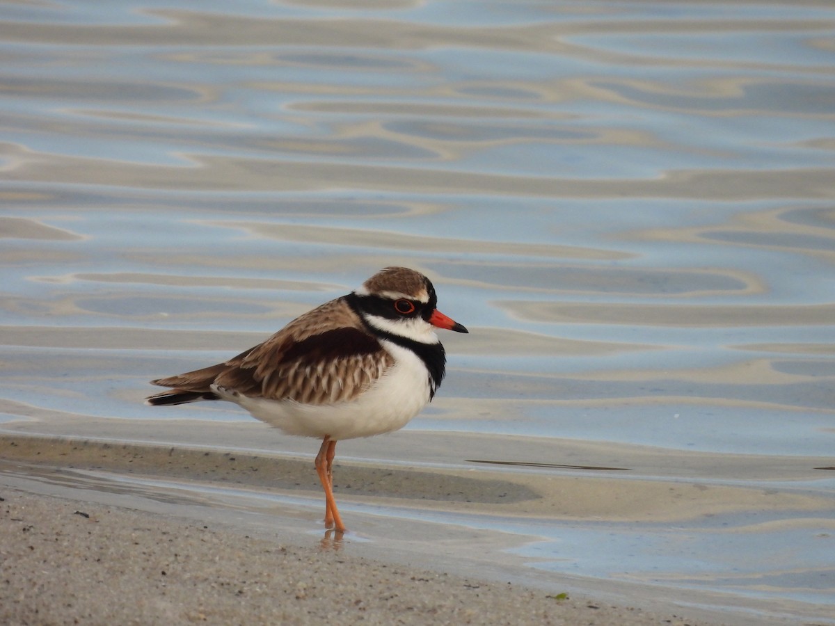 Black-fronted Dotterel - ML620597339