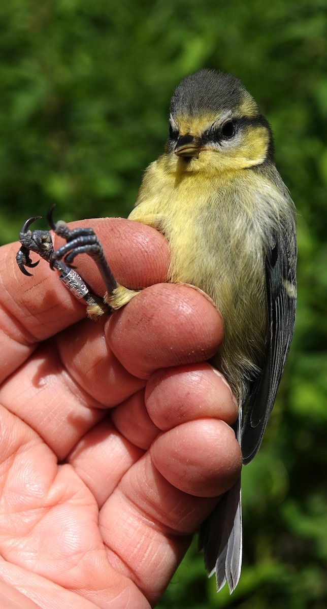 Eurasian Blue Tit - ML620597340