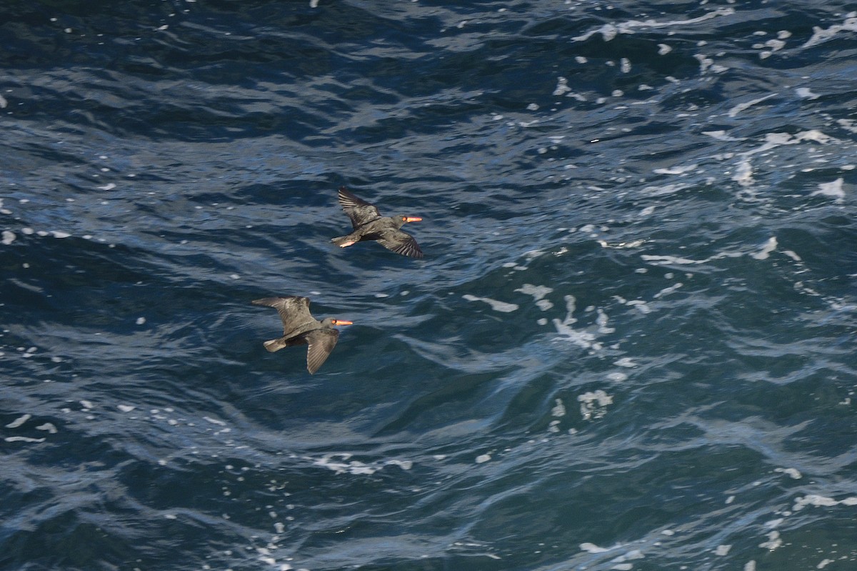 Sooty Oystercatcher - ML620597342