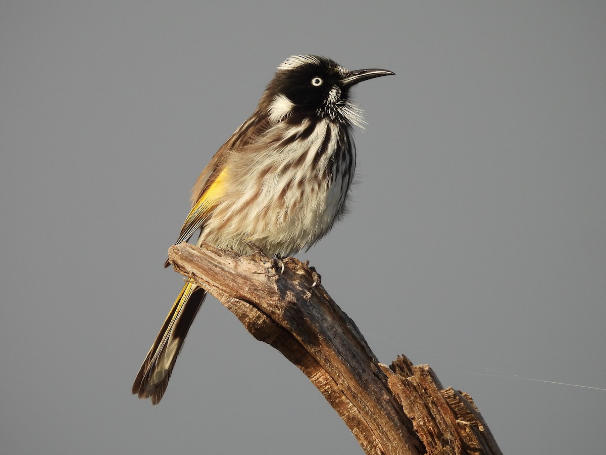 New Holland Honeyeater - Chanith Wijeratne