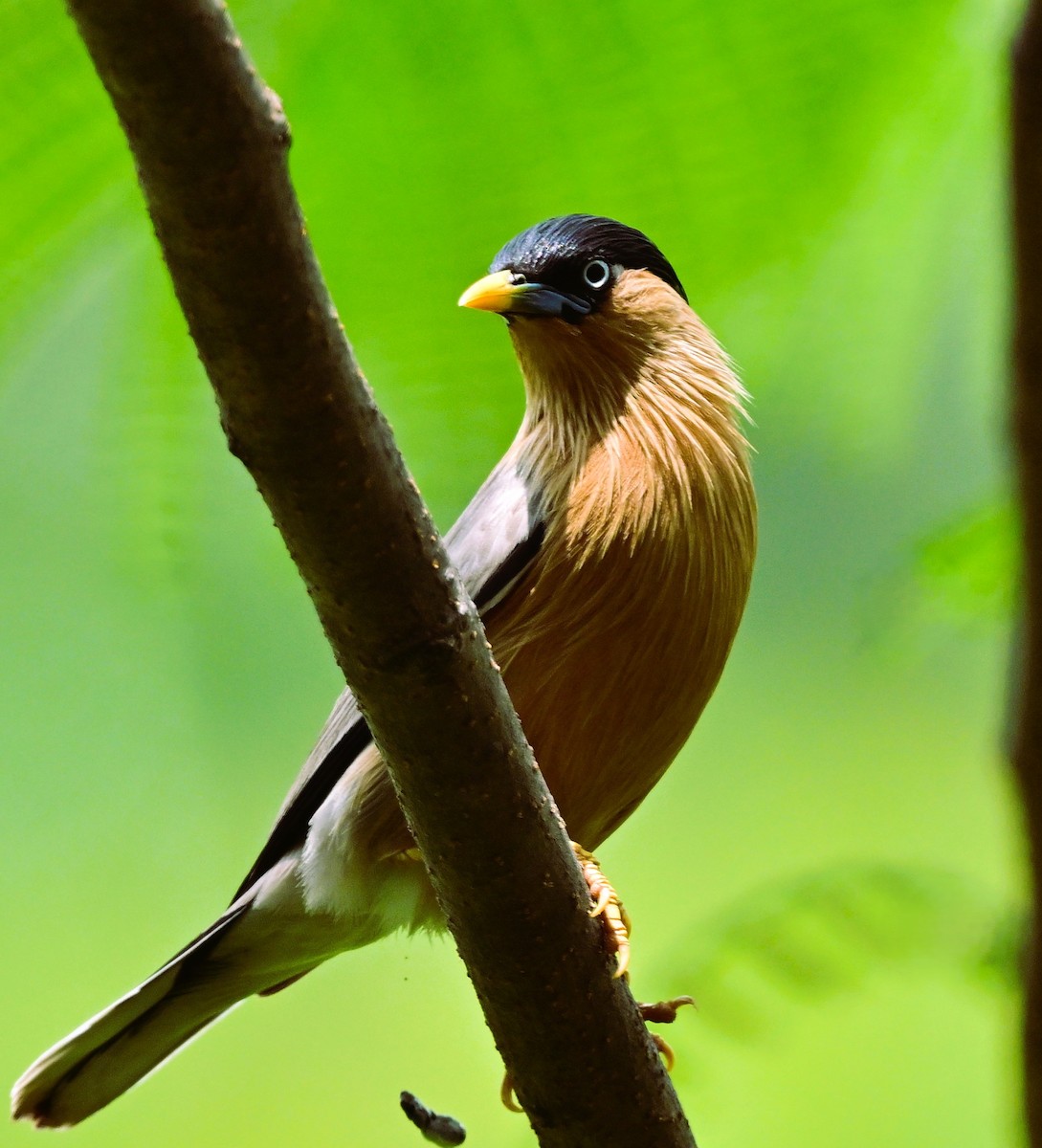 Brahminy Starling - ML620597347