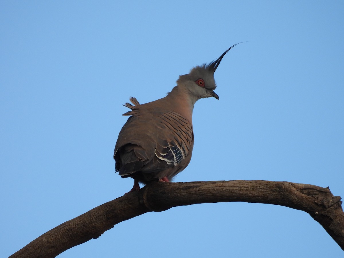 Crested Pigeon - ML620597348
