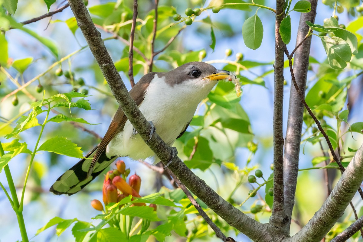 Yellow-billed Cuckoo - ML620597351