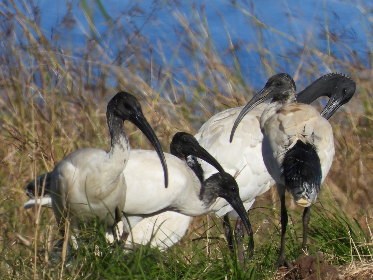 Ibis à cou noir - ML620597354