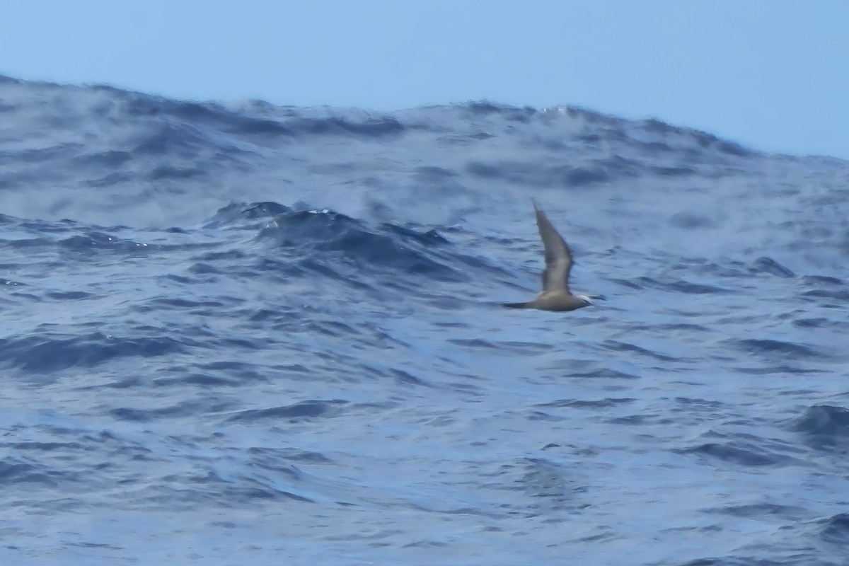 Brown Noddy - Adrian Brooks