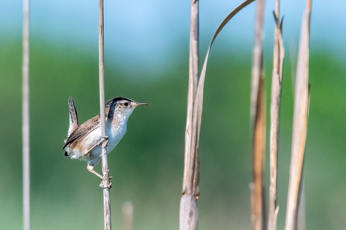 Marsh Wren - ML620597359