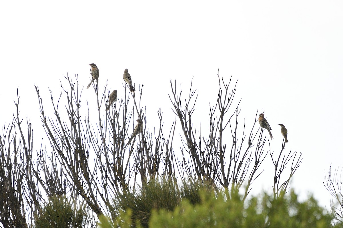 Spiny-cheeked Honeyeater - ML620597360