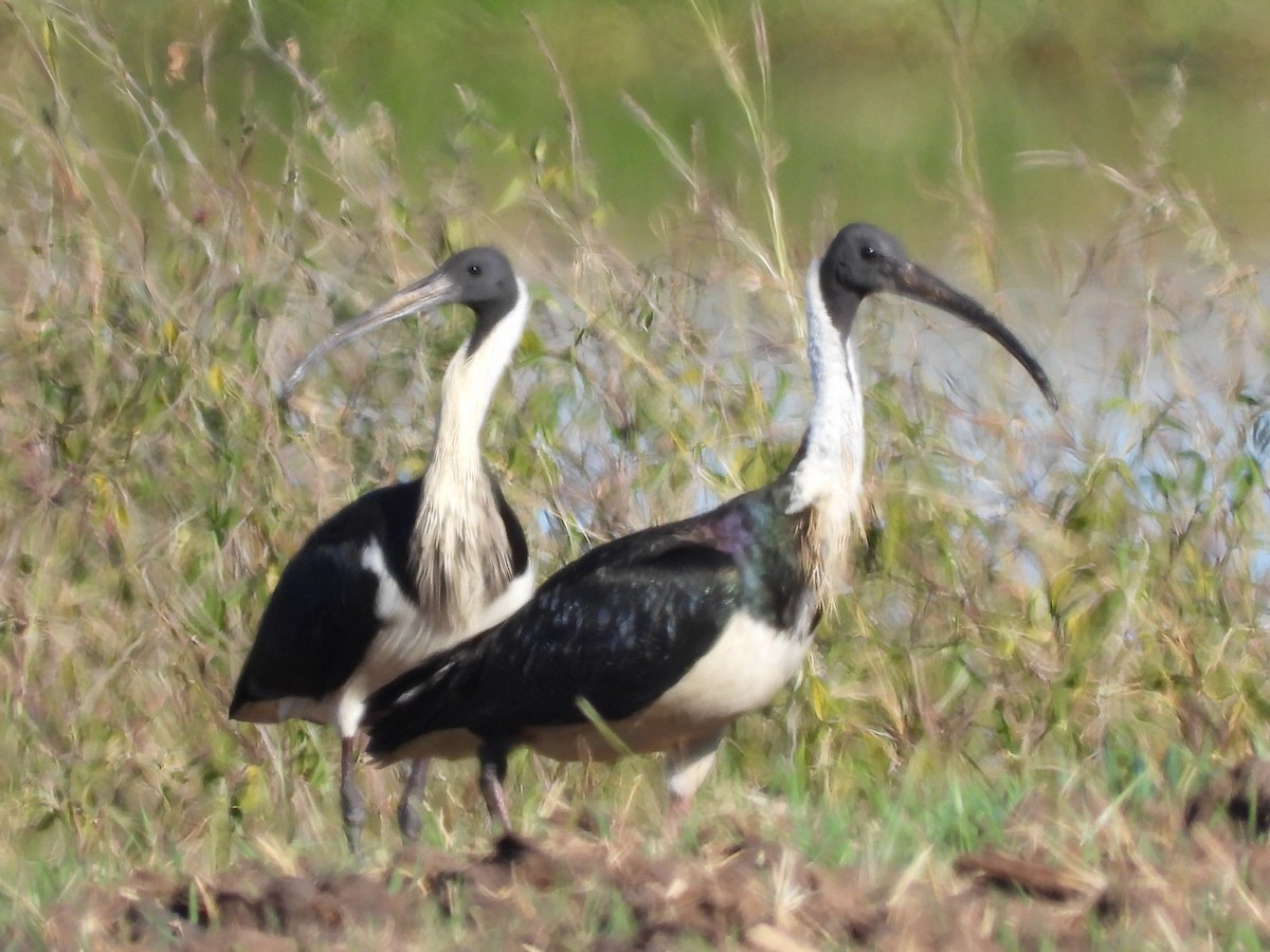 Straw-necked Ibis - ML620597361