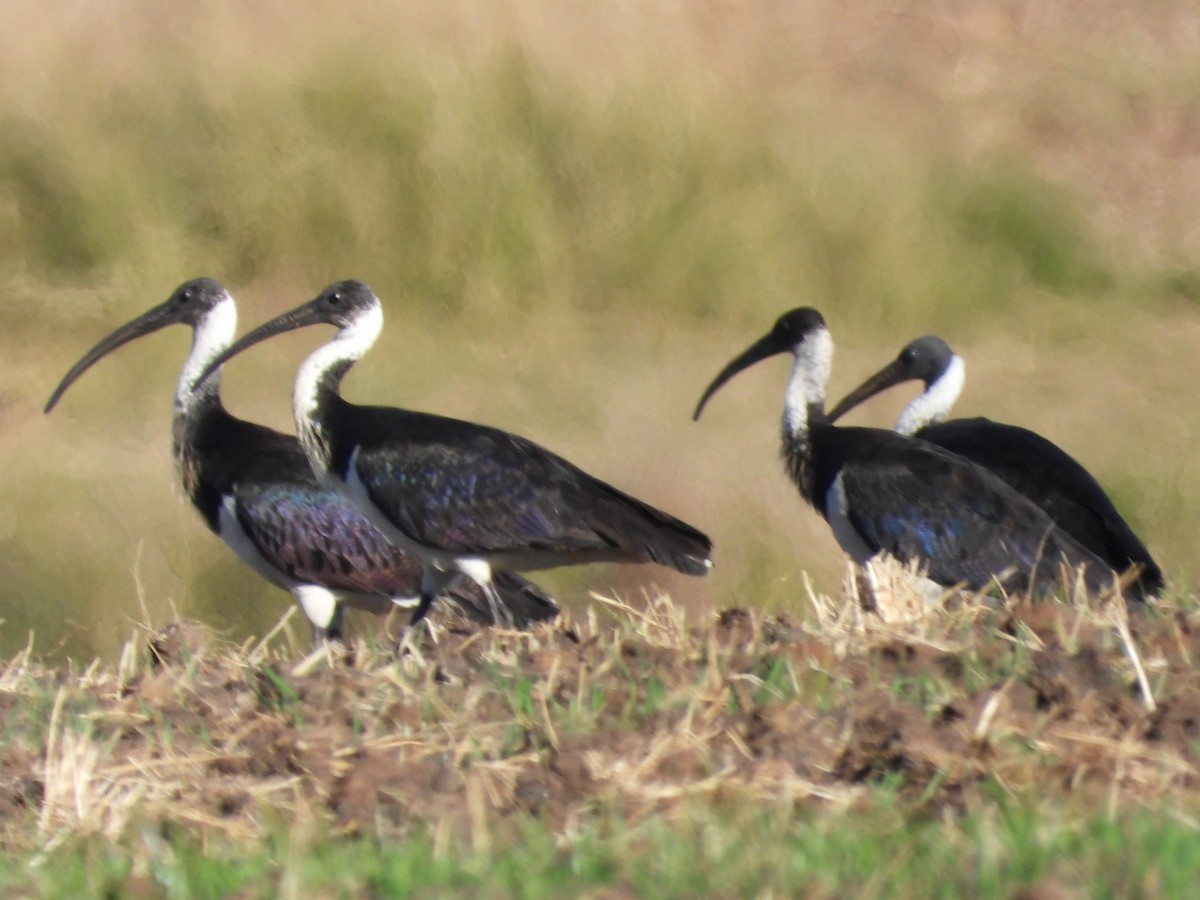 Straw-necked Ibis - ML620597362