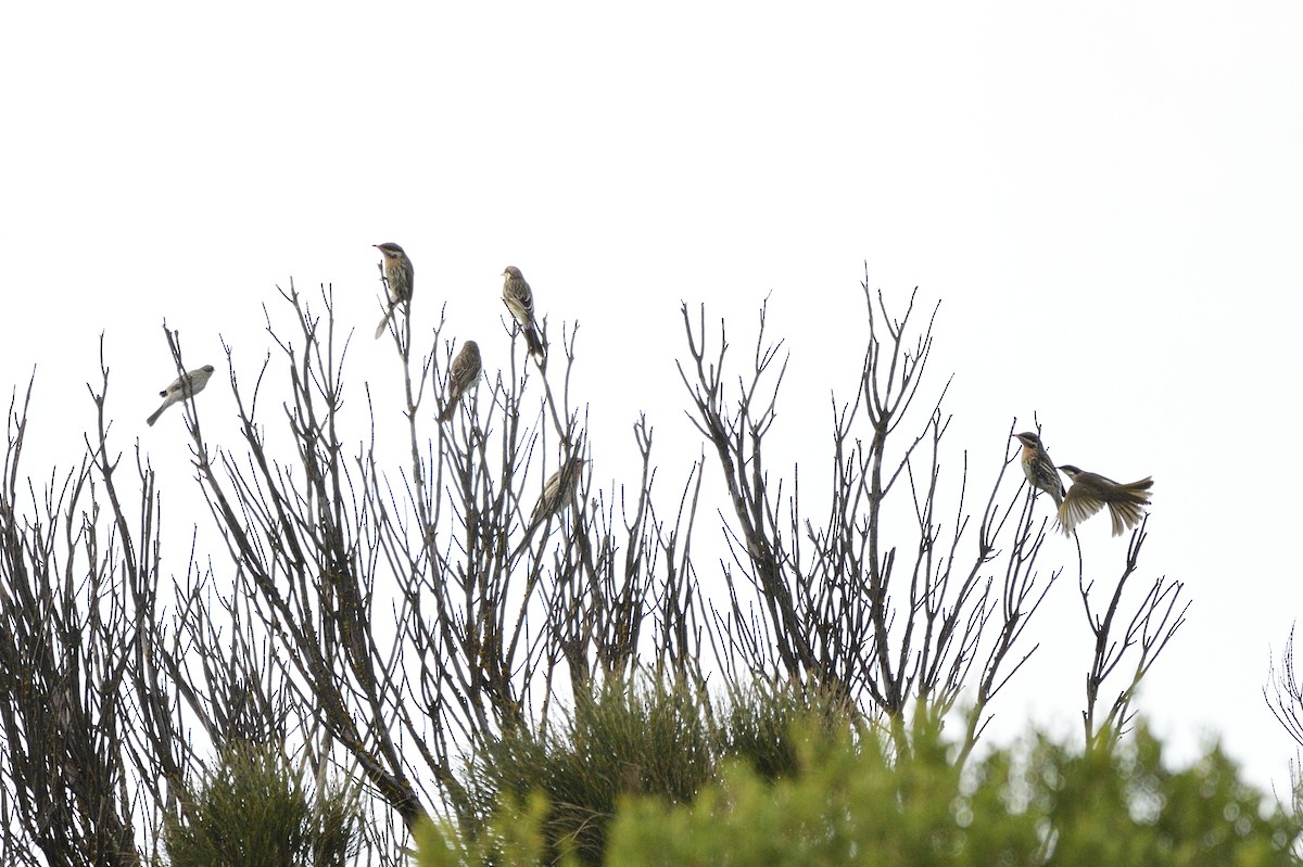 Spiny-cheeked Honeyeater - ML620597363