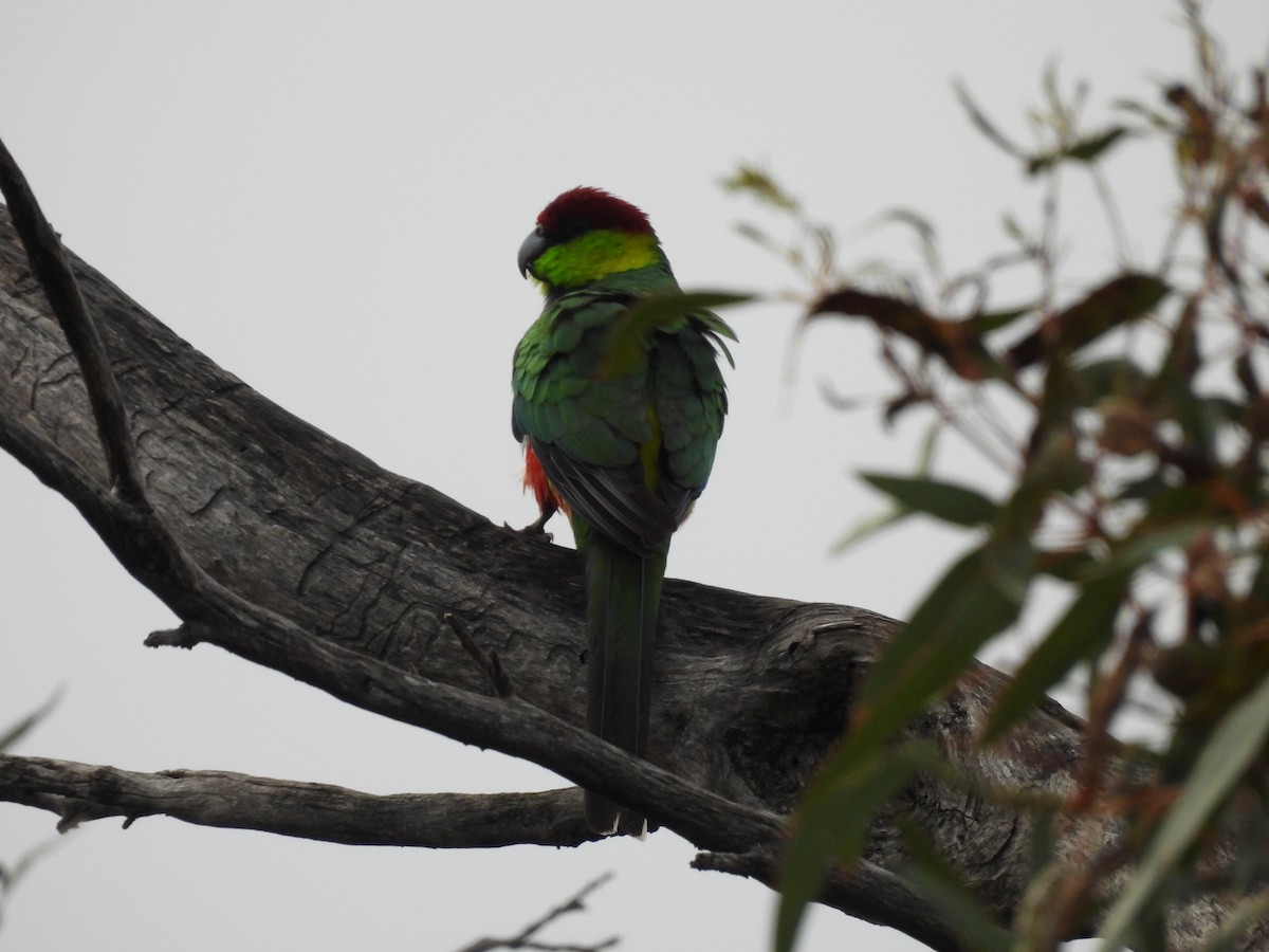Red-capped Parrot - ML620597365