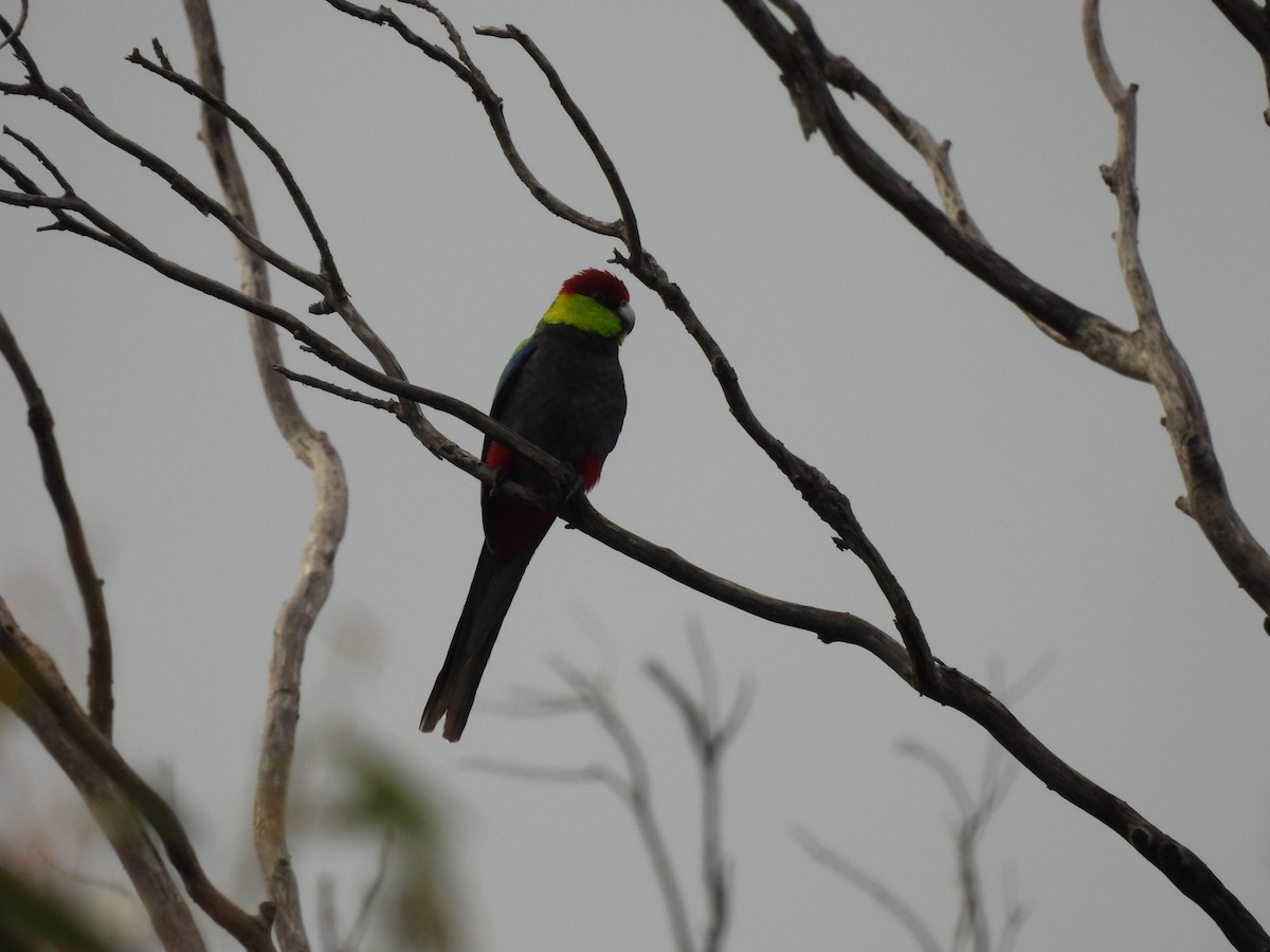 Red-capped Parrot - Chanith Wijeratne