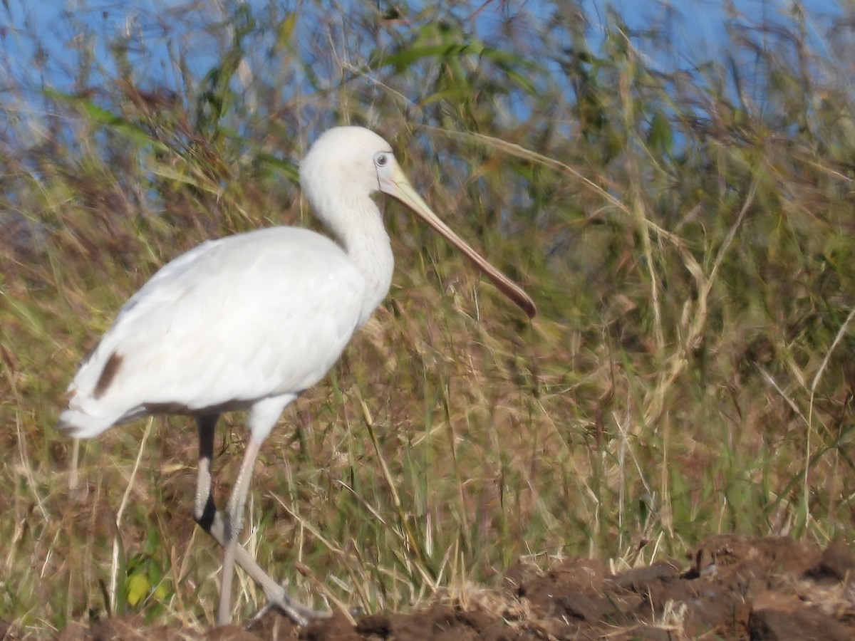 Yellow-billed Spoonbill - ML620597372