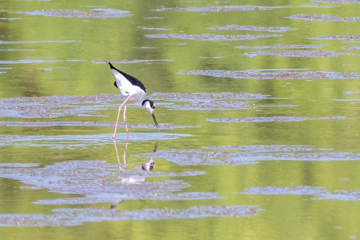 Black-necked Stilt - Kayann Cassidy