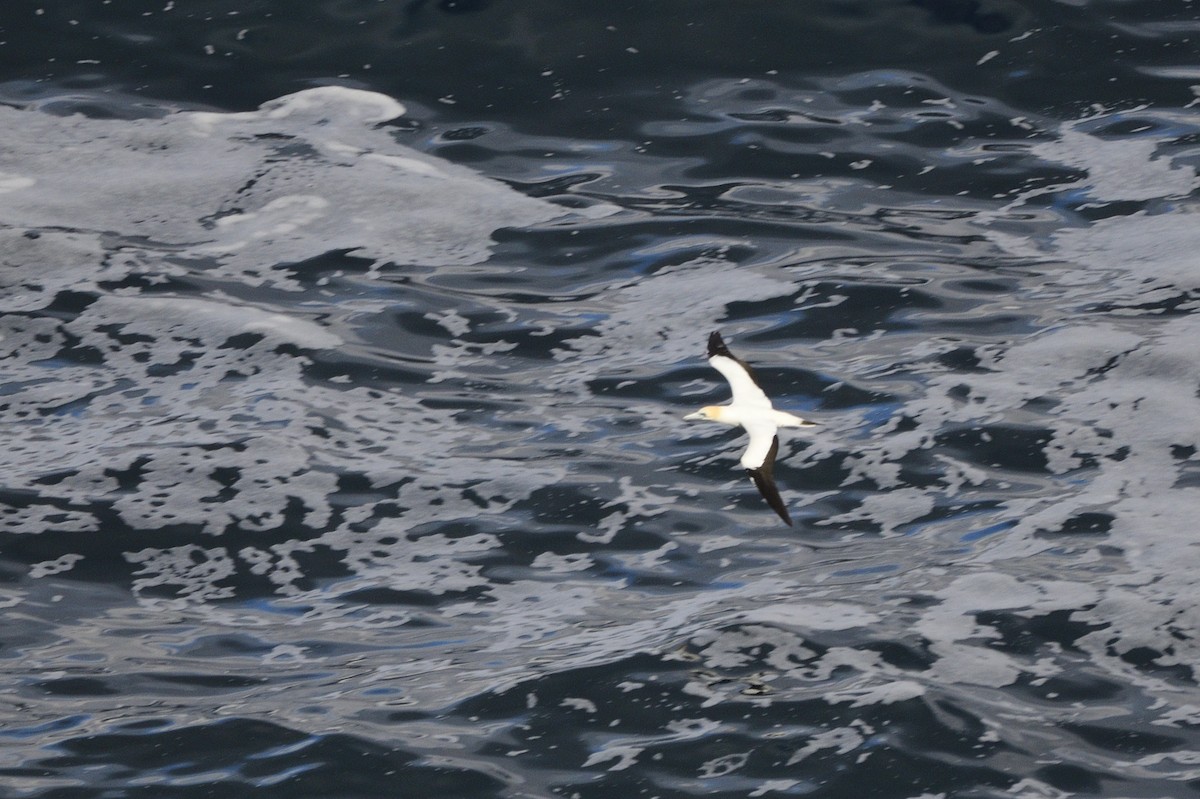 Australasian Gannet - ML620597376