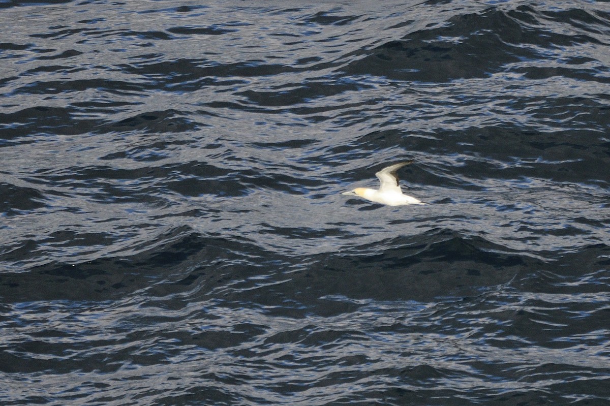 Australasian Gannet - ML620597380