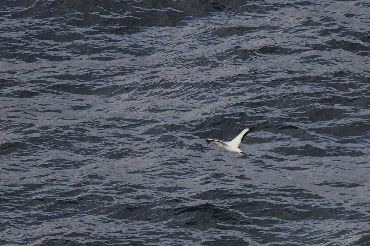 Australasian Gannet - ML620597382