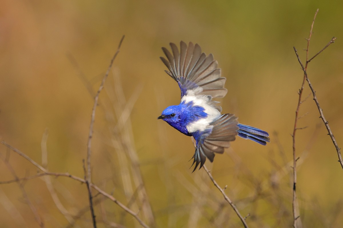 White-winged Fairywren (Blue-and-white) - ML620597383