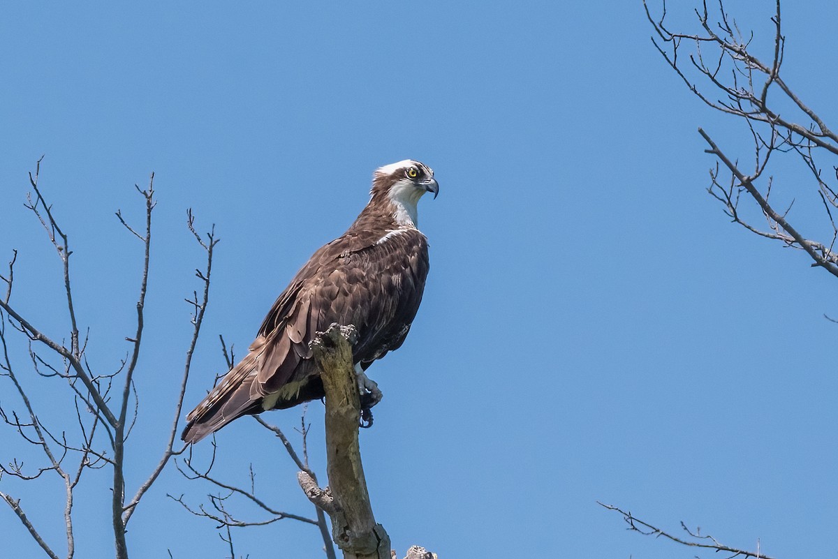 Águila Pescadora - ML620597384