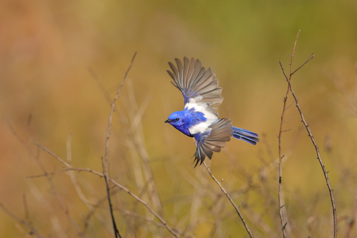 White-winged Fairywren (Blue-and-white) - ML620597386