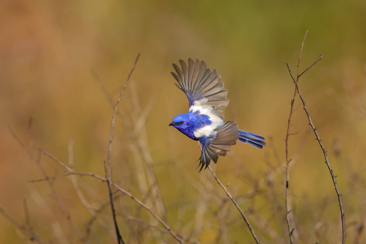 White-winged Fairywren (Blue-and-white) - ML620597387