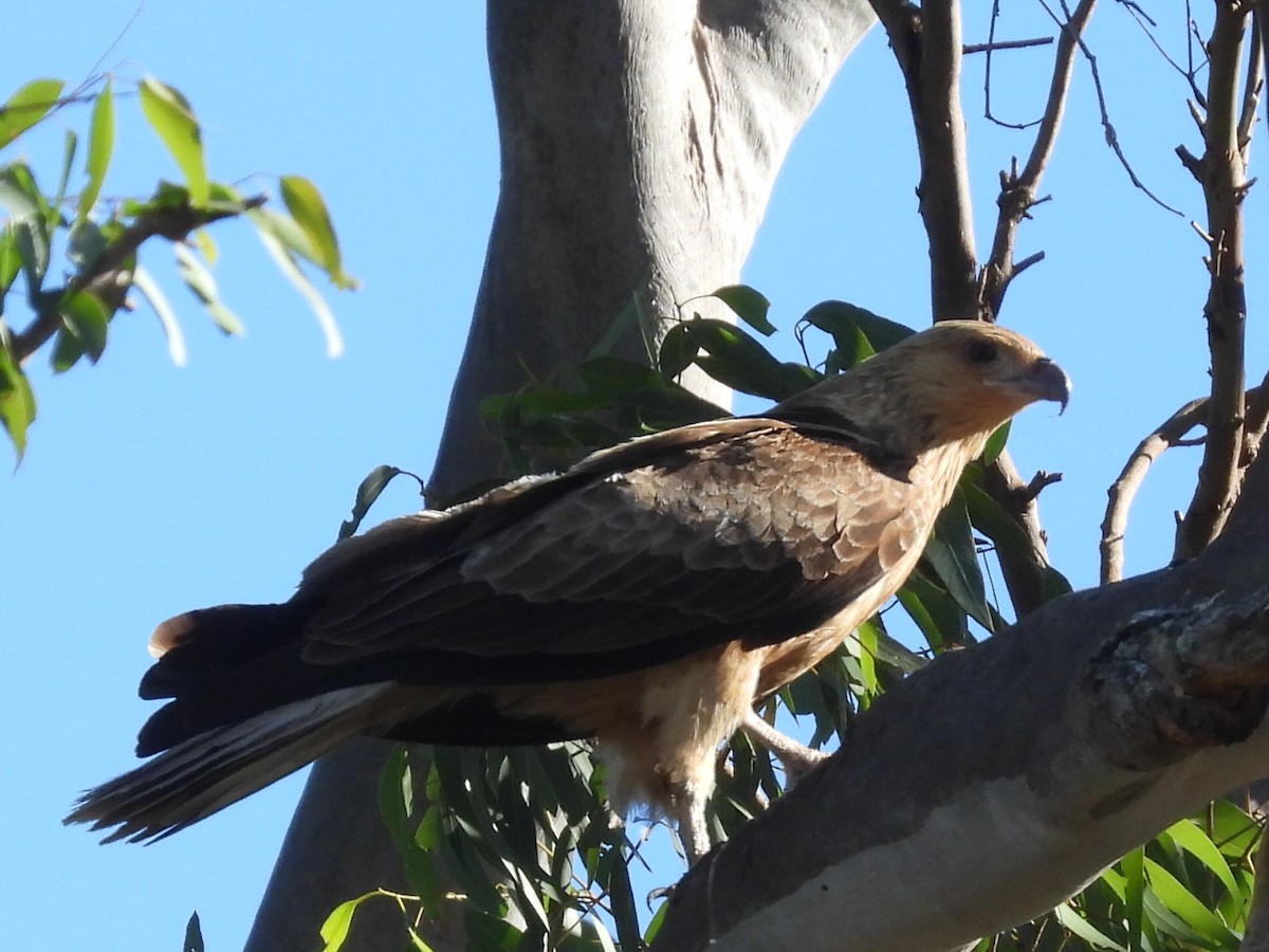 Whistling Kite - ML620597389