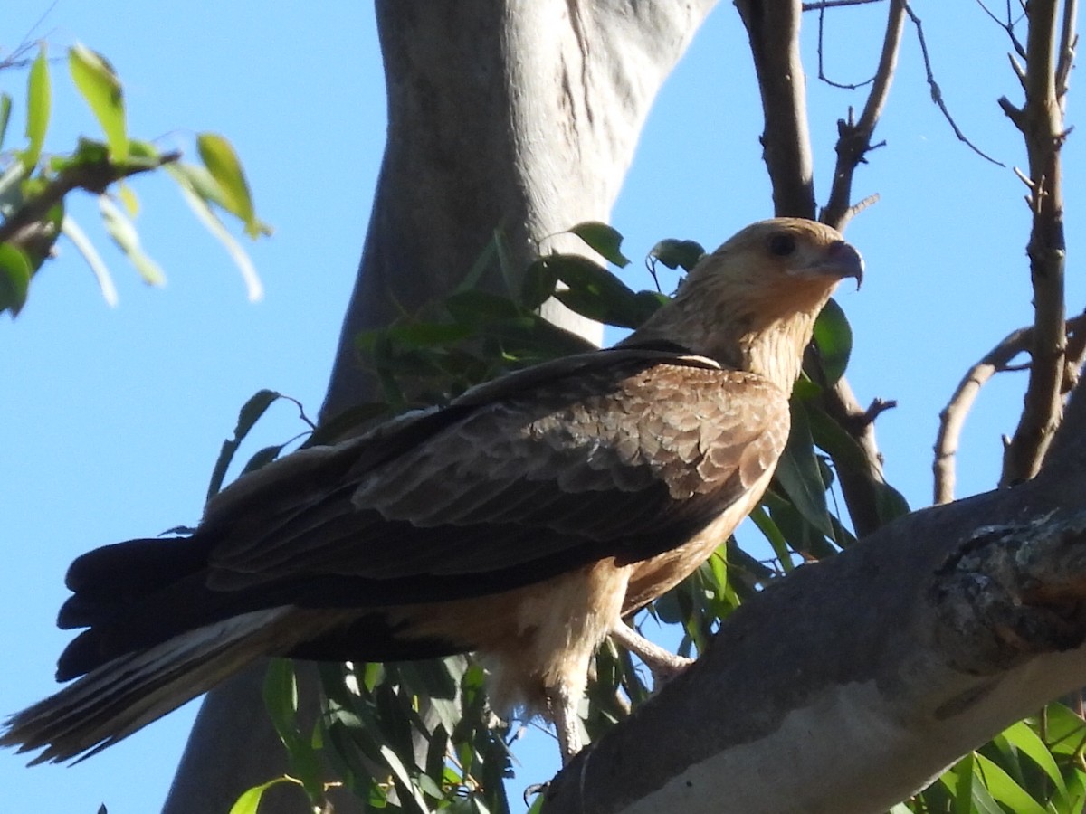 Whistling Kite - ML620597390