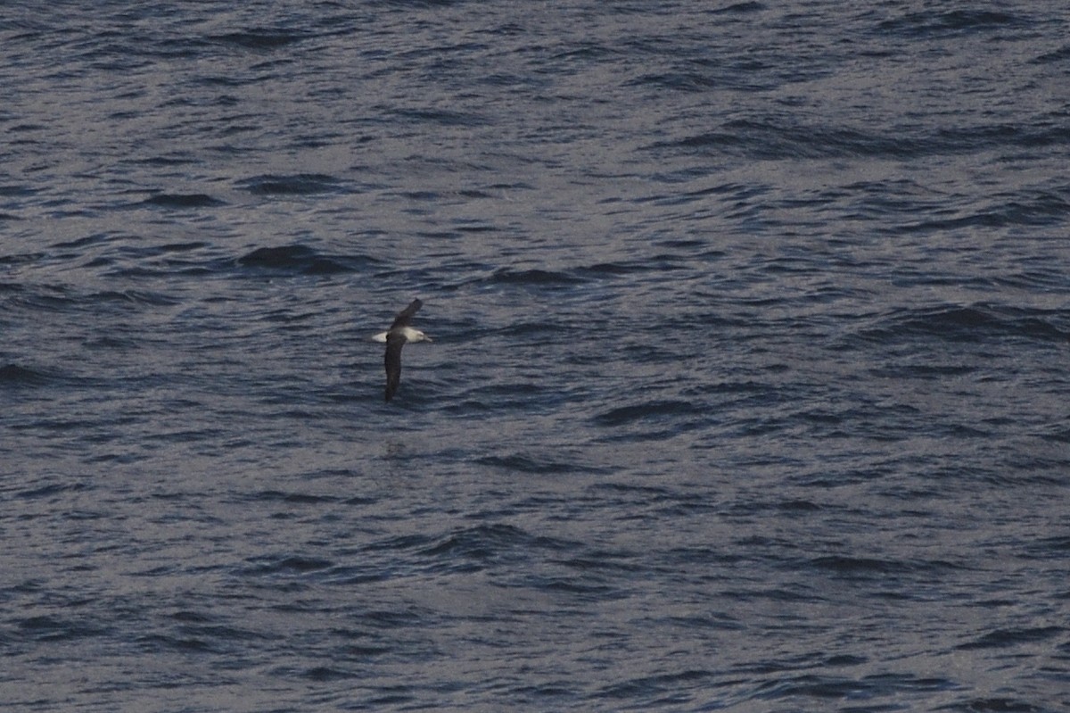 Albatros à cape blanche - ML620597392