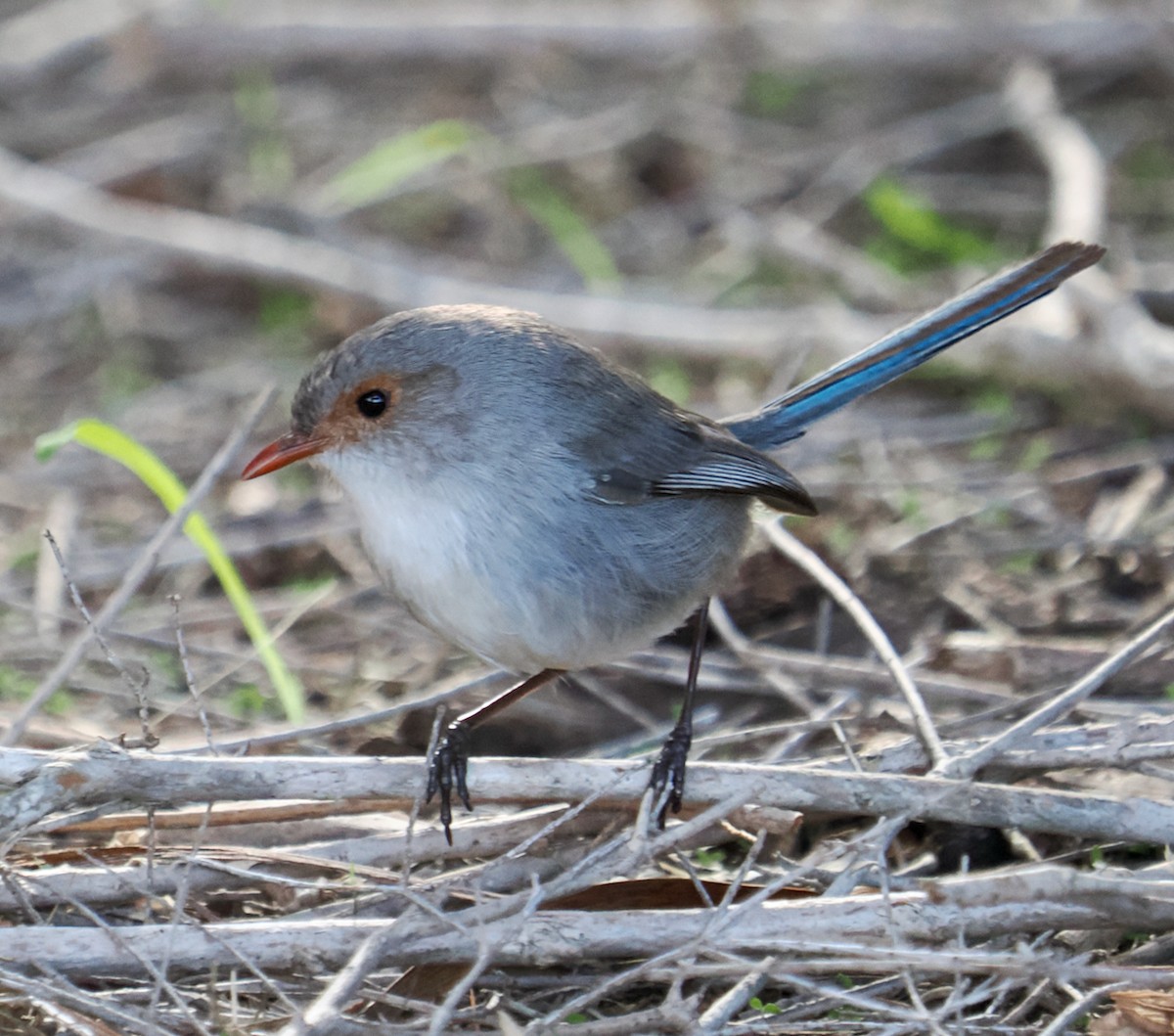 Splendid Fairywren - Ken Glasson