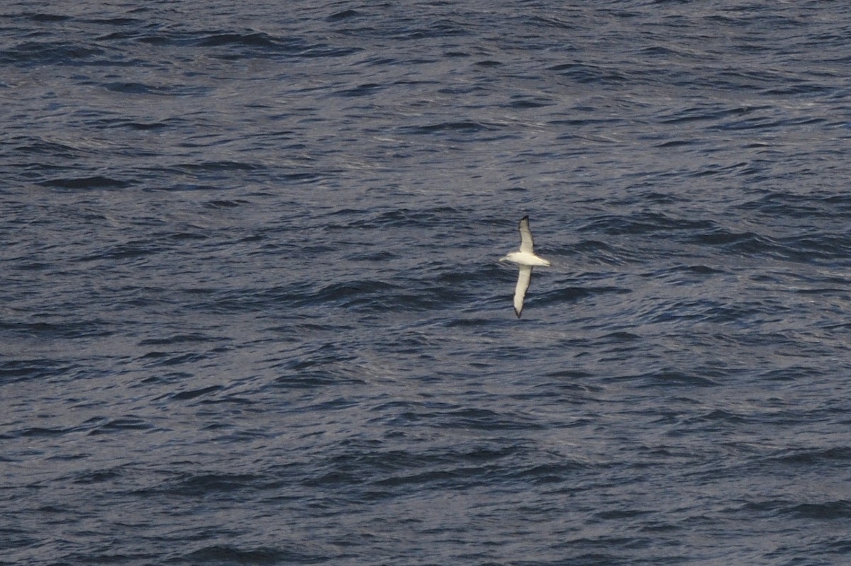 White-capped Albatross - Ken Crawley