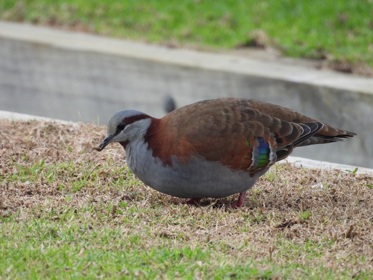 Brush Bronzewing - ML620597404