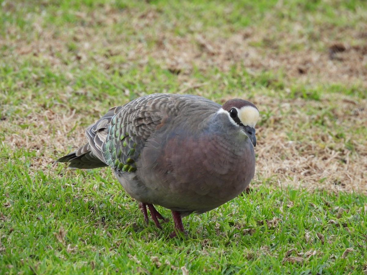 Common Bronzewing - ML620597405