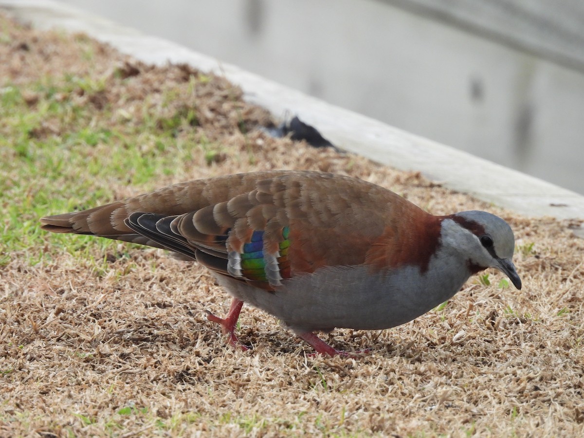 Brush Bronzewing - ML620597406