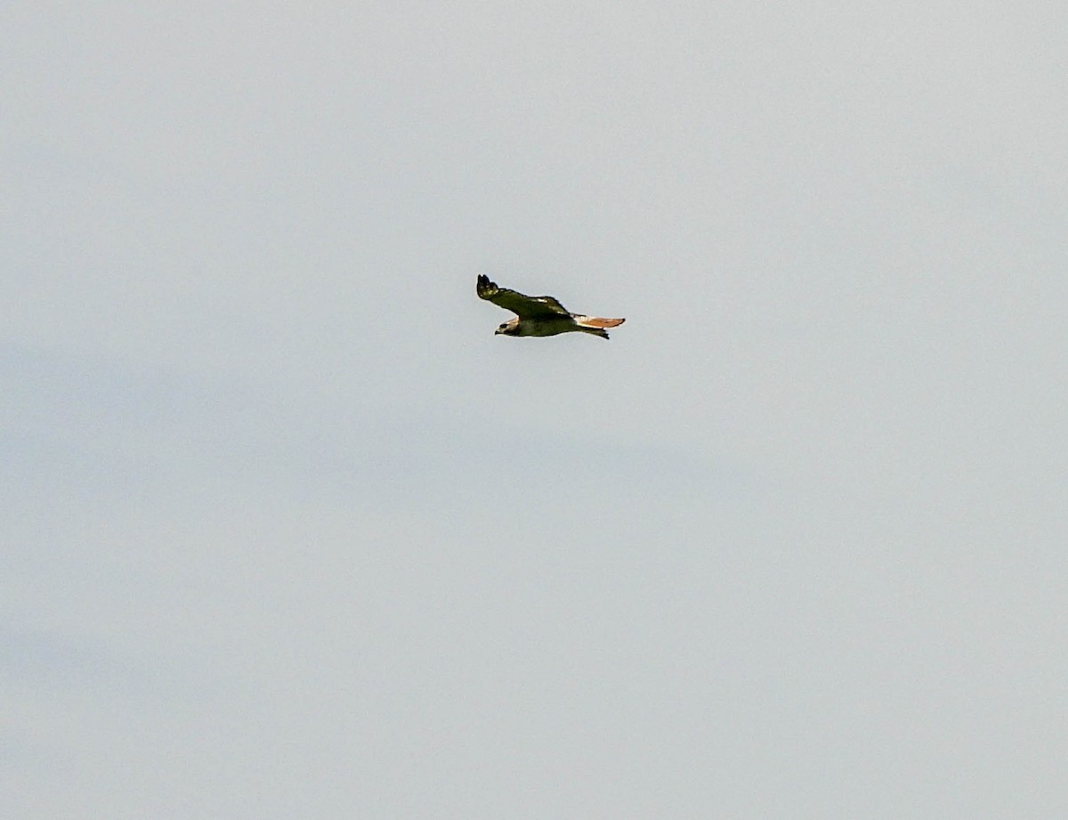 Red-tailed Hawk - ML620597407