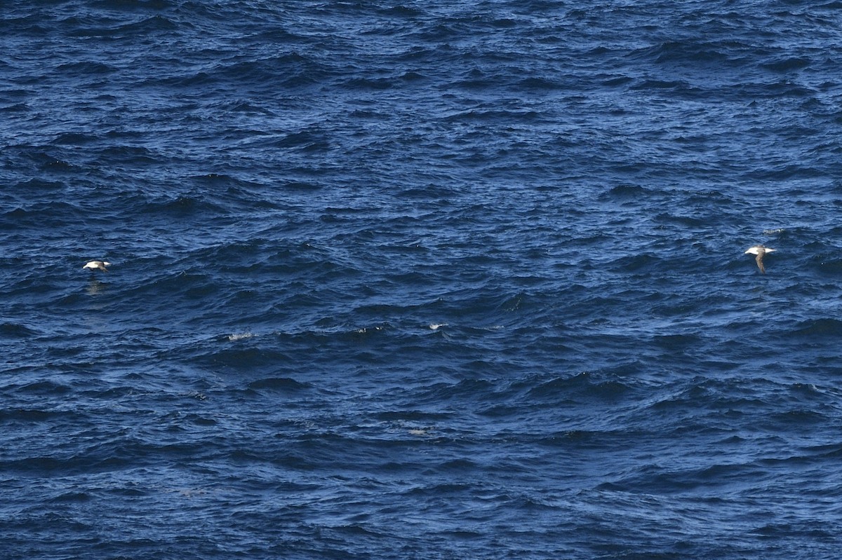 White-capped Albatross - ML620597410