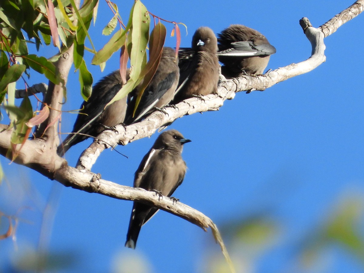 Dusky Woodswallow - ML620597413