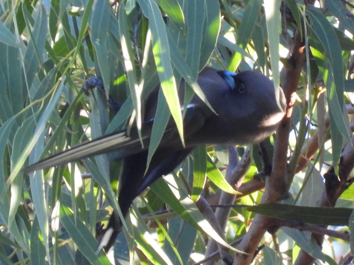 Dusky Woodswallow - ML620597414