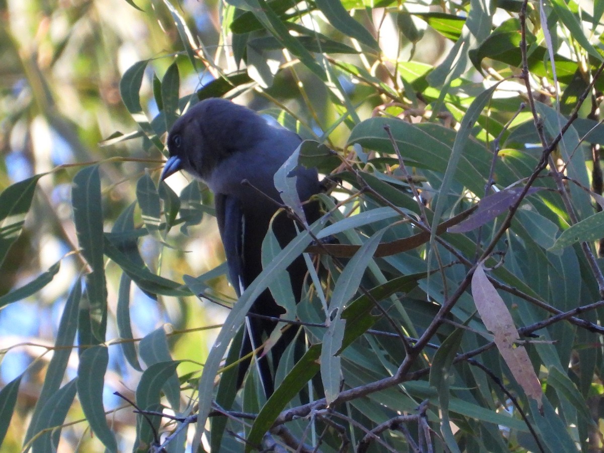 Dusky Woodswallow - ML620597415