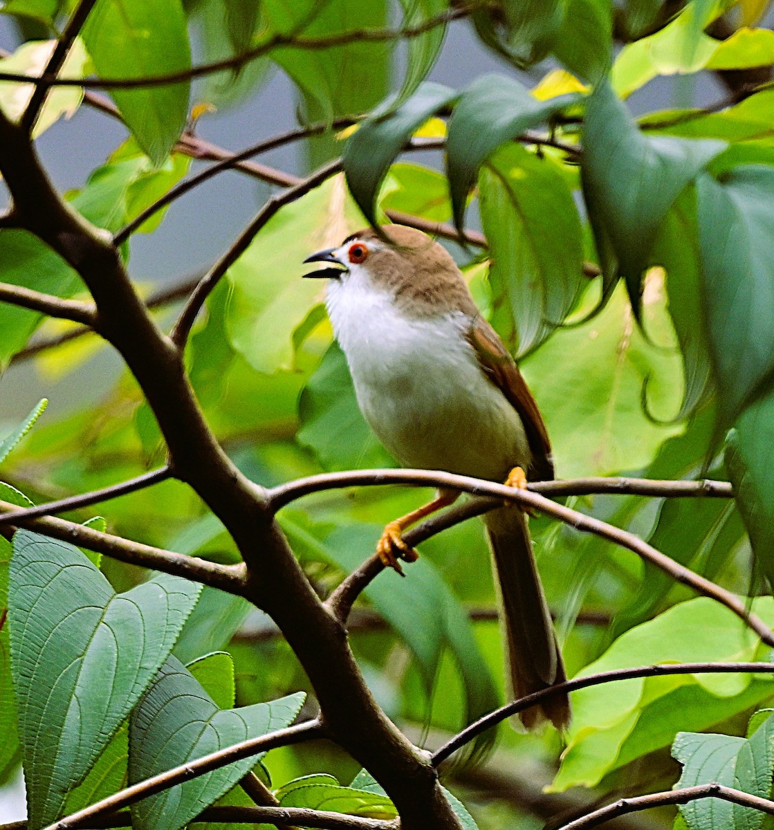 Yellow-eyed Babbler - ML620597418