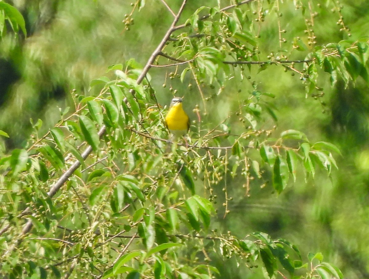 Yellow-breasted Chat - ML620597419