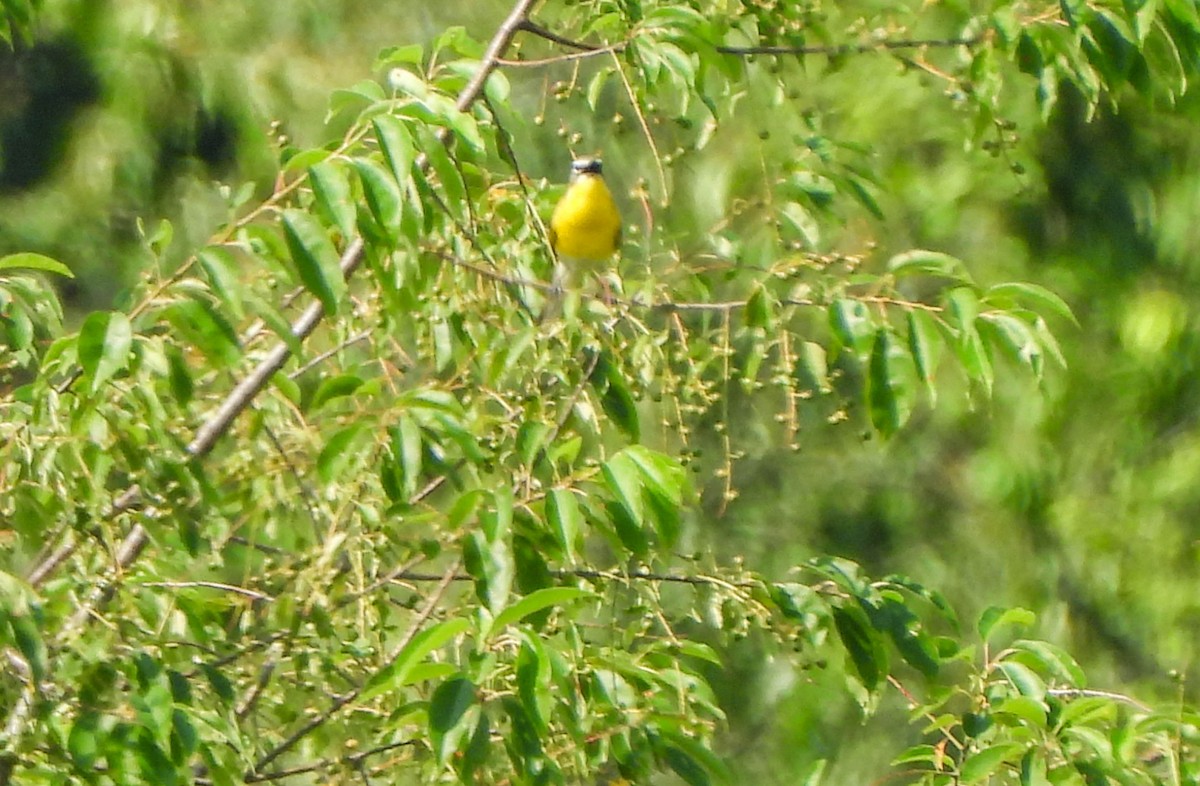 Yellow-breasted Chat - ML620597420