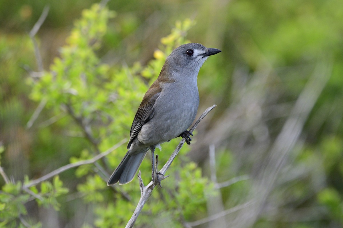 Gray Shrikethrush - Ken Crawley