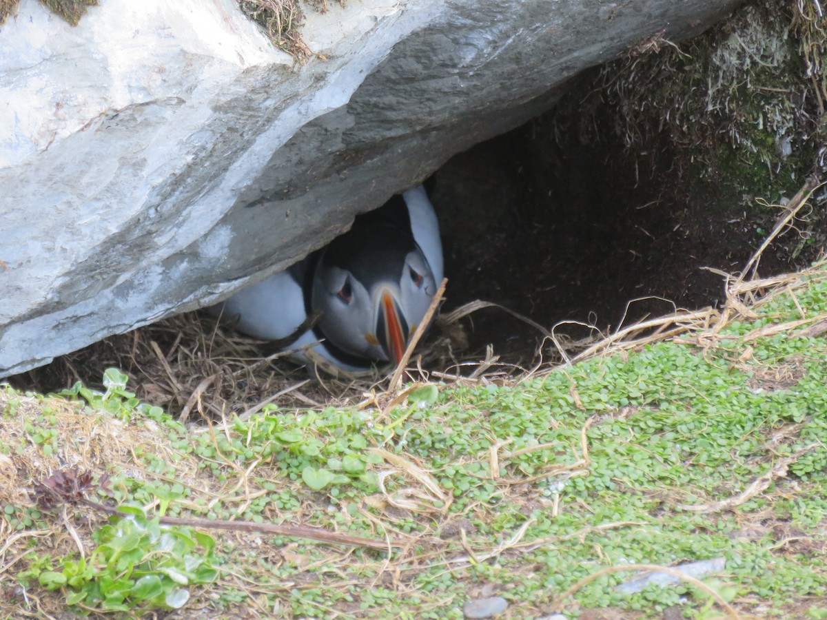 Atlantic Puffin - ML620597422