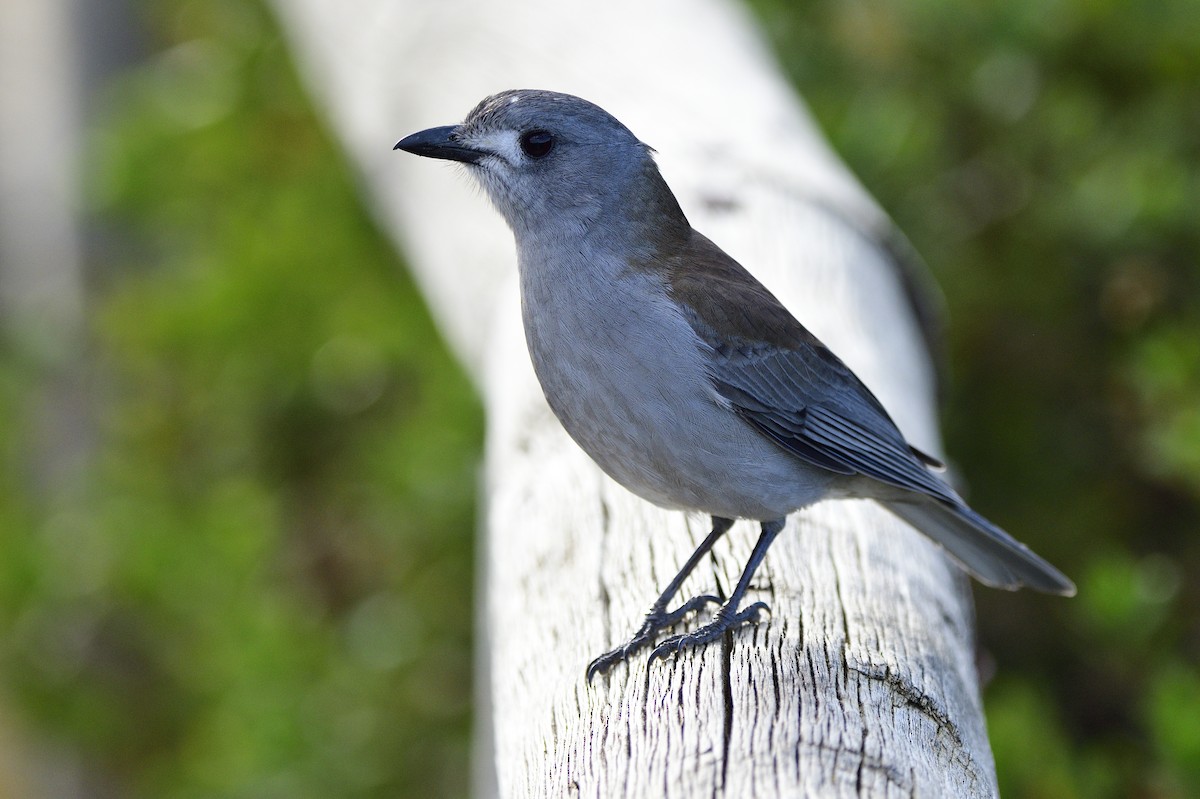 Gray Shrikethrush - Ken Crawley